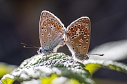 common Blue Butterfly