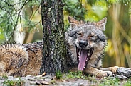 Wolf yawning next to tree
