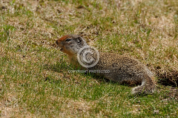 Ground squirrel
