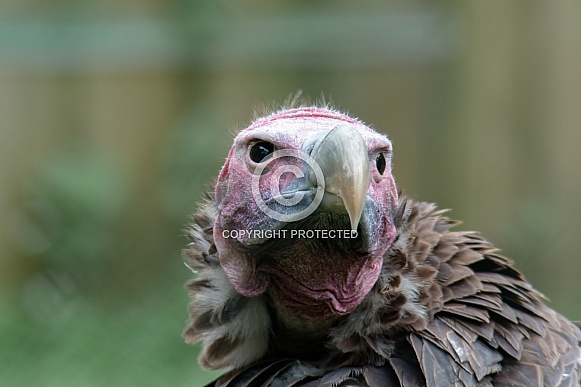 Palm-nut vulture Portrait
