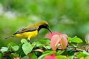 Olive-Back Sunbird