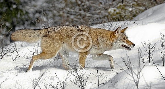 Coyote-Coyote Hunting
