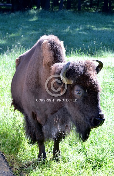 North American Plains Bison