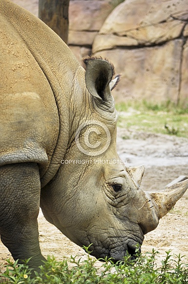 White rhino profile