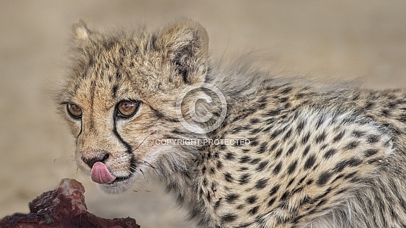 Cheetah cub licking its lips