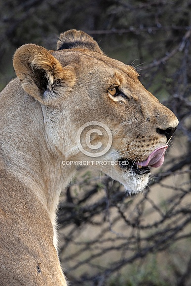 Lioness - Botswana - Africa