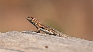 Side Blotch Lizard, Uta Stansburiana