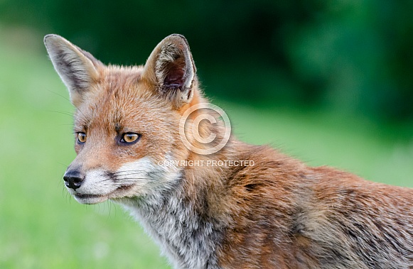 A Fox Portrait