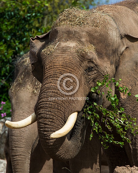 Hungry Elephant