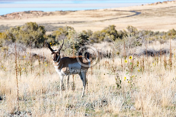 Wild Male Antelope