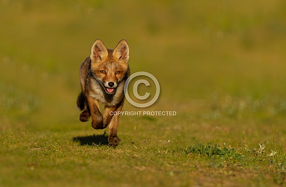 Running red fox cub.