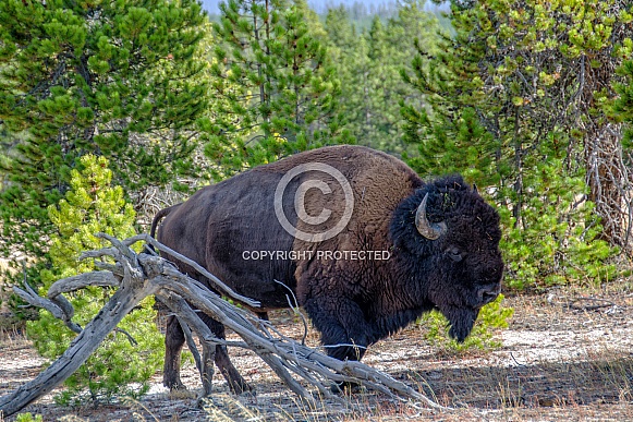 Bison emerging from the Woods