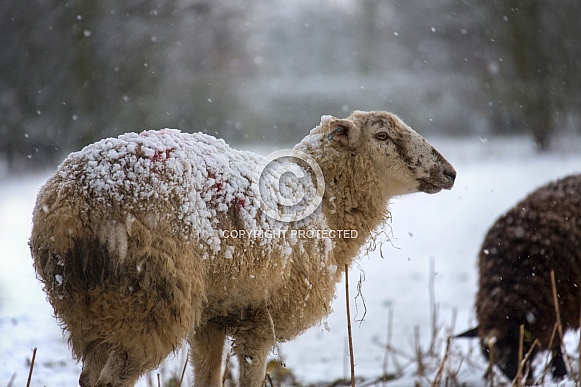 Farming - Livestock in winter snow