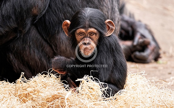 Baby Chimpanzee Sitting