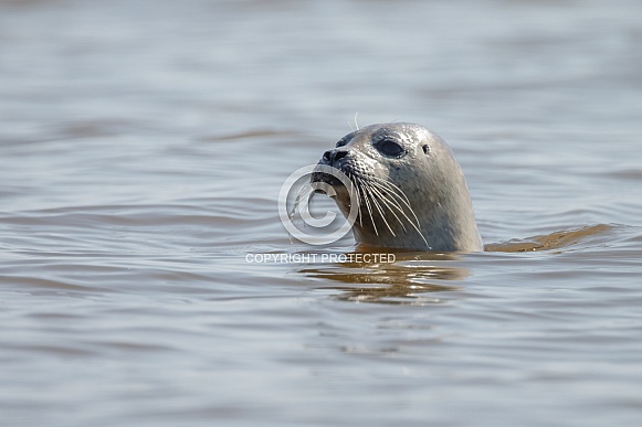 Seal near the coastline.
