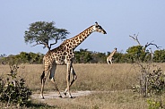 Giraffe walking - Savuti - Botswana