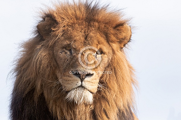 Male African Lion Close Up Face Shot