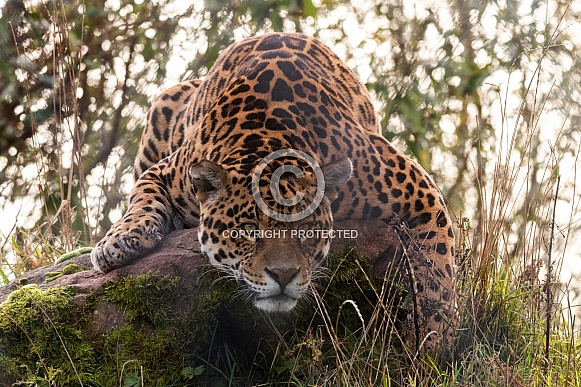 Jaguar Full Body Lying Over Rock