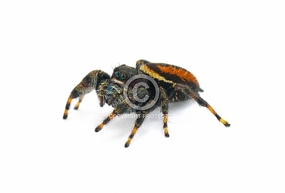 Brilliant Jumping Spider - Phidippus Clarus - family Salticidae - large male with rusty orange red side stripes with a black median stripe on abdomen isolated on white background side front view