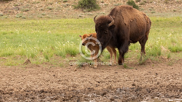 American bison, Bovinae, Buffalo