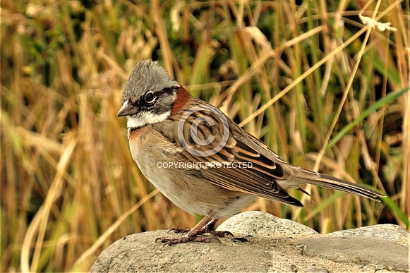 Rufus-collared Sparrow