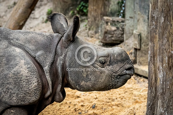 Baby Indian Rhino