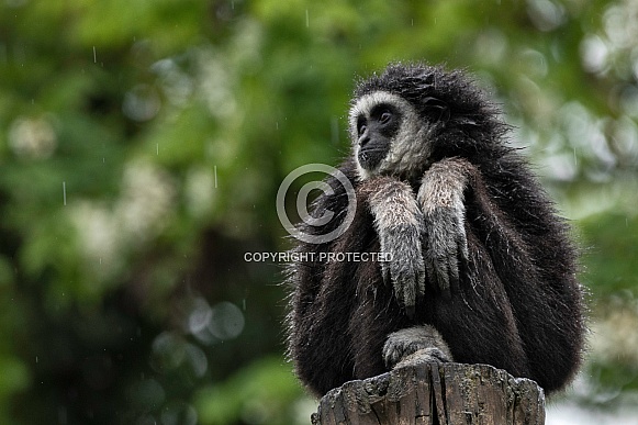 Lar Gibbon With Wet Fur Sitting Down