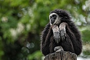 Lar Gibbon With Wet Fur Sitting Down