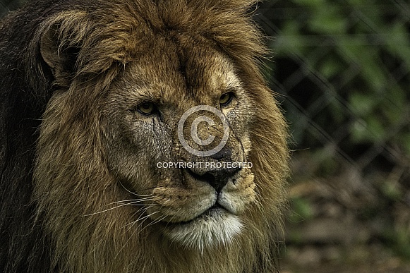 African Lion Male Lion Close Up