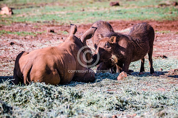 Young Rhino and Warthog