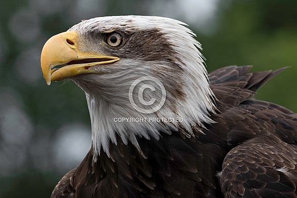 Bald Eagle Close Up Head Shot