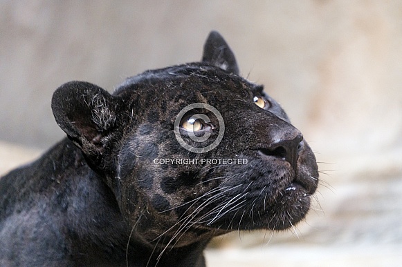 Black Leopard