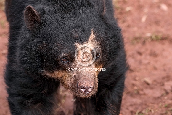 Andean Bear Walking Close Up