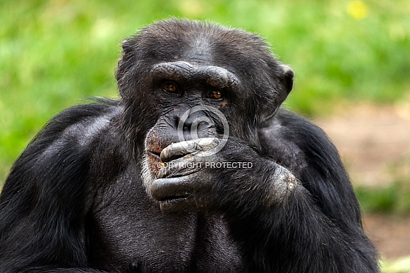 Chimpanzee, Close up