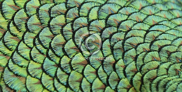 Peacock back feather detail