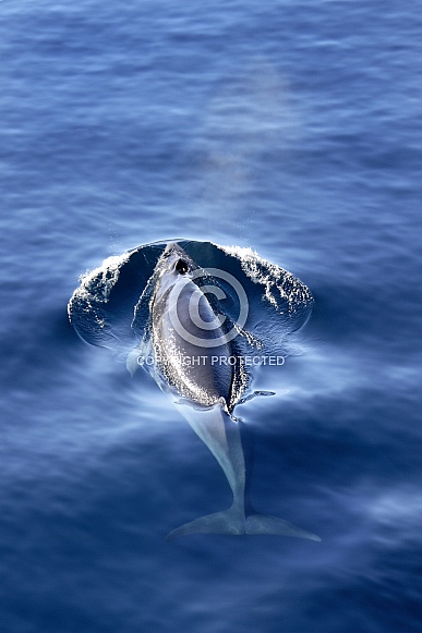 Fin Whale - Antarctica