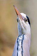 Grey Heron (Ardea Cinerea)