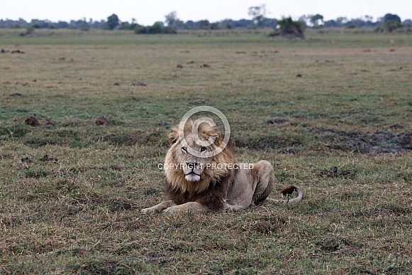 African Lion (wild)