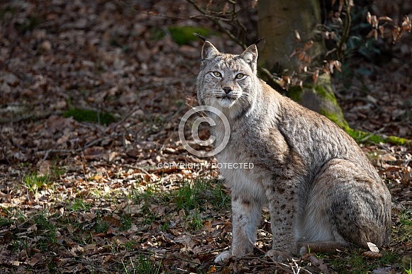 sitting lynx