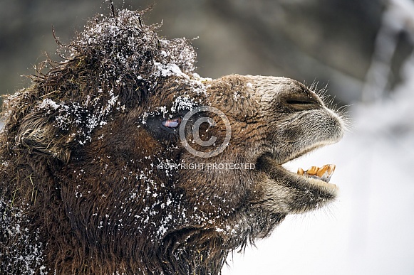 Camel with snow on the face