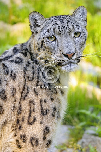 Pretty snow leopard