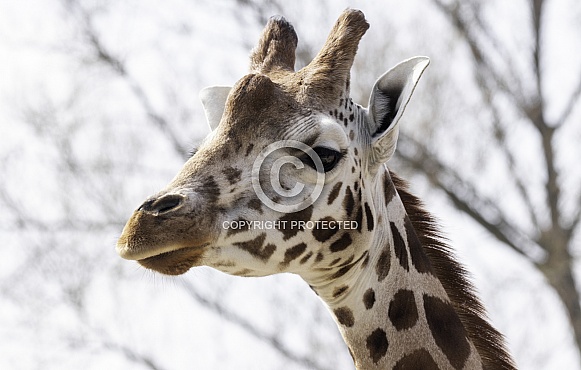 Rothchild's Giraffe Head Shot Side Profile