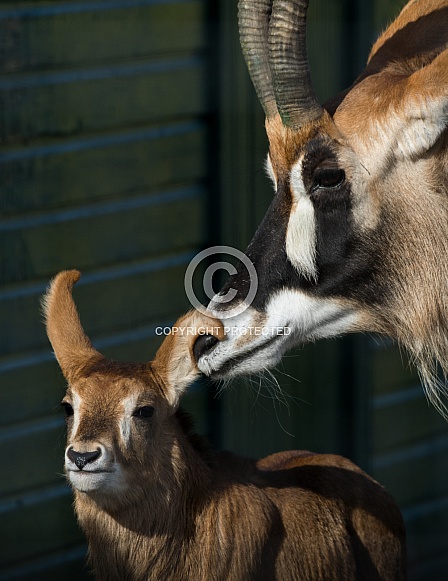 Roan Antelope Family