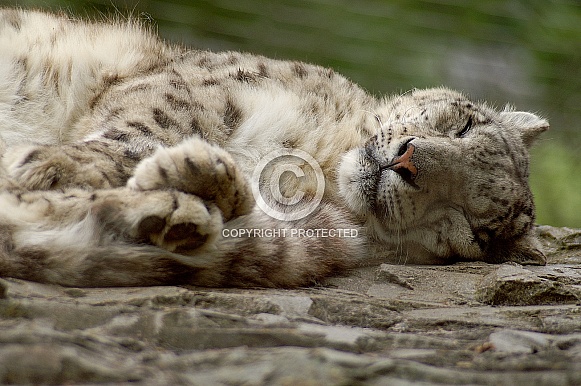 Snow Leopard Sleeping