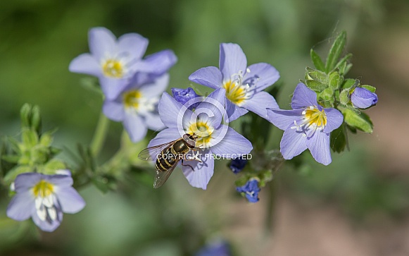 Hoverfly, Flower Fly, or Syrphid Fly on Jacob's Ladder