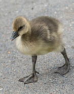 canada goose gosling