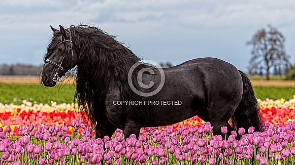 Friesian Horse--Friesian Fleur