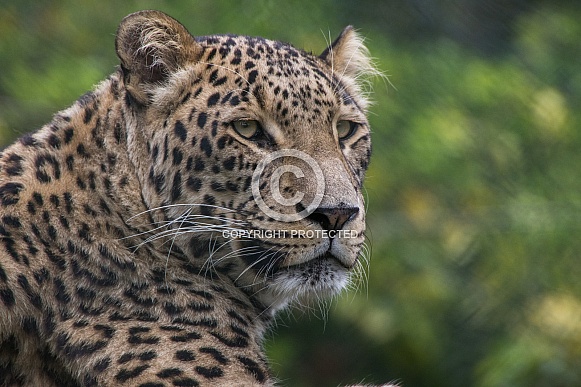 Persian Panther (Panthera Pardus Saxicolor)