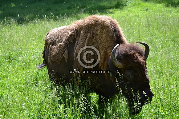 North American Plains Bison