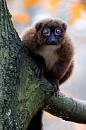 The red-bellied lemur (Eulemur rubriventer)
